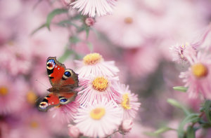 20141001-039-3 bearb..jpg