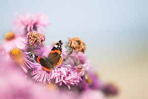 20141001-044 bearb..jpg