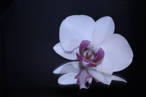 Orchineenblüte.JPG Orchineenblüte.JPG