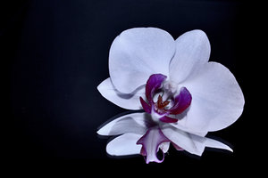 Orchineenblüteb.jpg Orchineenblüteb.jpg