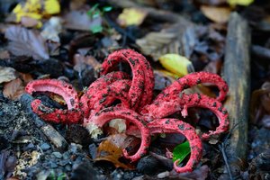 comp_DSC_3685_711bearbeitet.jpg comp_DSC_3685_711bearbeitet.jpg