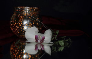 IMG_1520.JPG IMG_1520.JPG