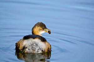 20141012_405_beltringharderko_Zwergtaucher04 .JPG
