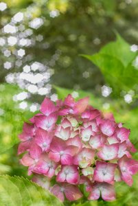 comp_20140714-IMG_5985.jpg comp_20140714-IMG_5985.jpg