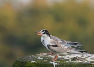 SeeSchwalbFütt012_filtered.jpg SeeSchwalbFütt012_filtered.jpg