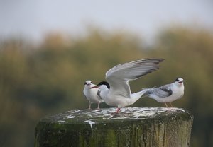 SeeSchwalbFütt02.jpg SeeSchwalbFütt02.jpg