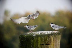 SeeSchwalbFütt007.jpg SeeSchwalbFütt007.jpg