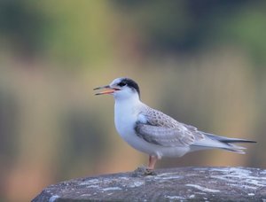 FlussSeeschwalbe0.jpg FlussSeeschwalbe0.jpg