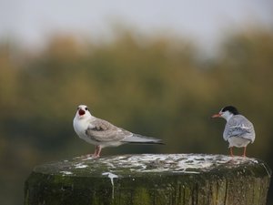 SeeSchwalbFütt06.jpg SeeSchwalbFütt06.jpg