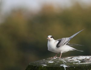 SeeSchwalbFütt05.jpg SeeSchwalbFütt05.jpg