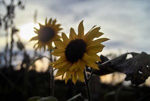 Sonnenblume 1 klein jpg.jpg