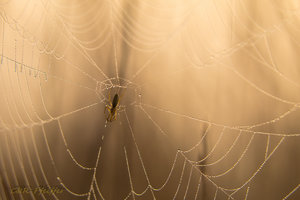 IMG_7718.jpg IMG_7718.jpg