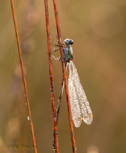 IMG_7736.jpg IMG_7736.jpg