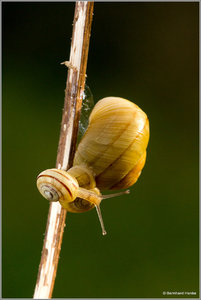 Schneckenfamilie_8349.jpg Schneckenfamilie_8349.jpg