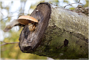Holzpilz_8287.jpg