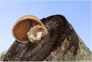 Holzpilz_8292.jpg