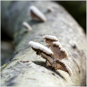 Holzpilz_8310.jpg