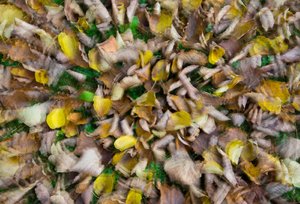 comp_DSC_2293.jpg comp_DSC_2293.jpg