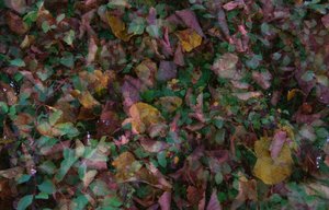 comp_DSC_2310.jpg comp_DSC_2310.jpg