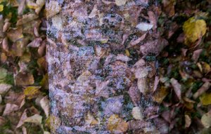 comp_DSC_2314.jpg comp_DSC_2314.jpg