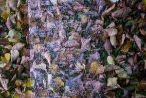 comp_DSC_2317.jpg comp_DSC_2317.jpg