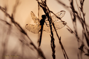 IMG_7811.jpg IMG_7811.jpg