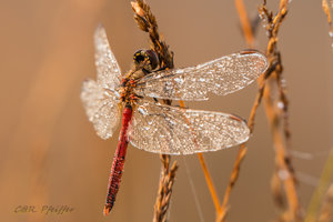 IMG_7816.jpg IMG_7816.jpg