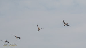 IMG_7872.jpg IMG_7872.jpg