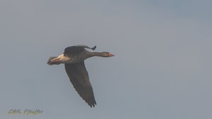 IMG_7874.jpg IMG_7874.jpg