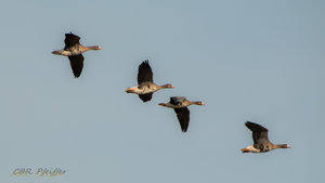 IMG_8773.jpg IMG_8773.jpg