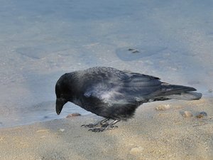 comp_DSCF2341.jpg comp_DSCF2341.jpg