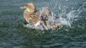 comp_DSCF2396.jpg comp_DSCF2396.jpg