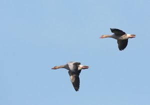 GrGänseFlug.jpg