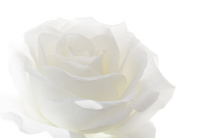 White_Rose_1400_500.JPG