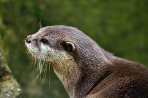 Kurzkrallenotter.jpg