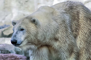 Eisbär Valeskab.jpg Eisbär Valeskab.jpg