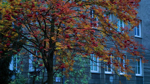 2014_10_30_SD9_Bln_Eberesche_Grauputz_00016_VarB_DT02_1600x900pix.jpg 2014_10_30_SD9_Bln_Eberesche_Grauputz_00016_VarB_DT02_1600x900pix.jpg