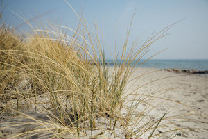 Ostsee_Dühnengras_1400_500.JPG