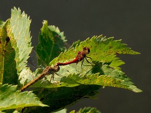 comp_DSC_0769.jpg comp_DSC_0769.jpg