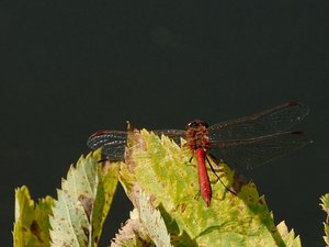 comp_DSC_0771.jpg comp_DSC_0771.jpg