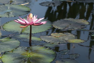 Botanischer Garten Freiburg02.jpg