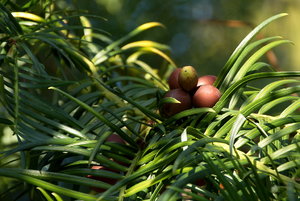 Botanischer Garten Freiburg03.jpg