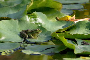 Botanischer Garten Freiburg04.jpg