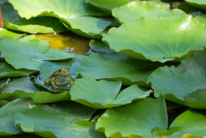 Botanischer Garten Freiburg18.jpg