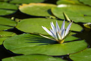 Botanischer Garten Freiburg19.jpg