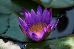 Botanischer Garten Freiburg20.jpg