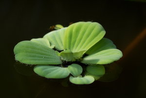 Botanischer Garten Freiburg21.jpg