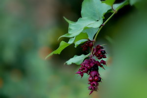 Botanischer Garten Freiburg23.jpg