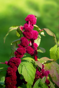 Botanischer Garten Freiburg24.jpg