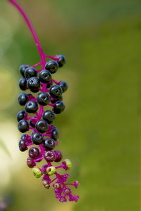 Botanischer Garten Freiburg25.jpg